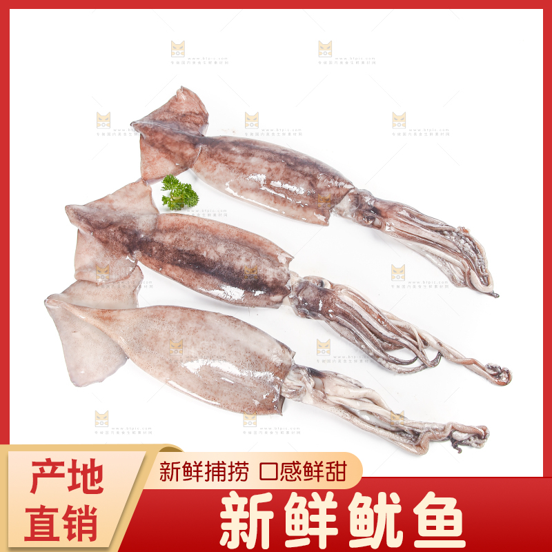 白底上的鱿鱼