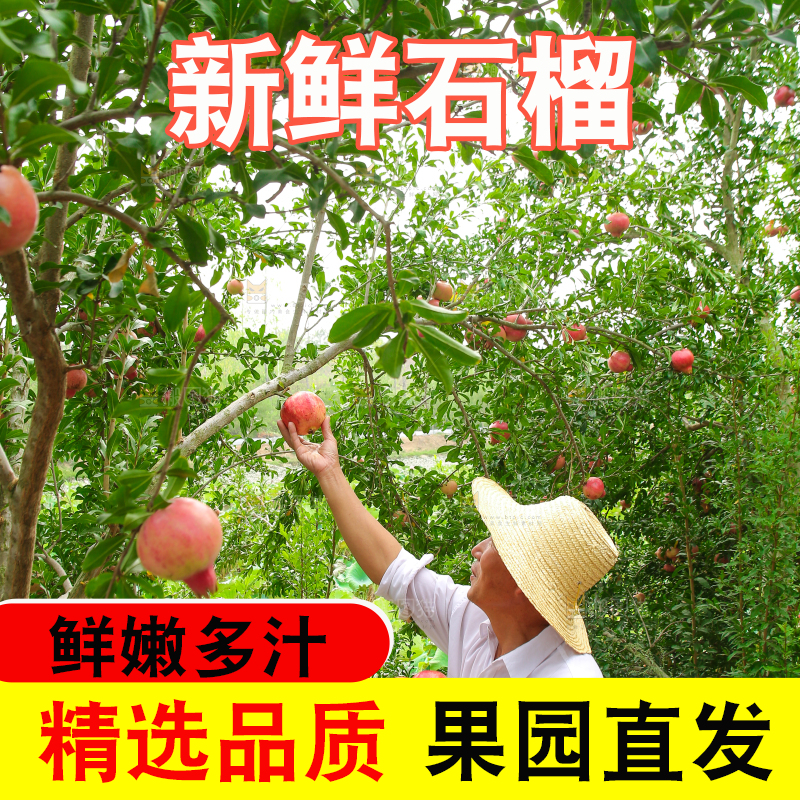 石榴产地