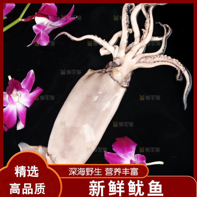 黑底上的鱿鱼