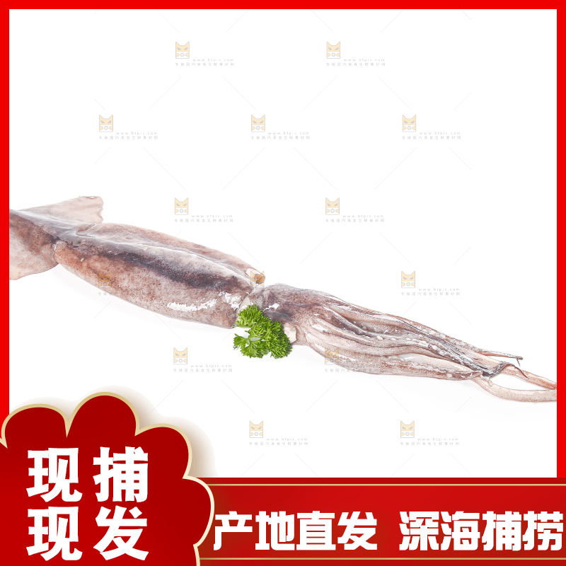 白底上的鱿鱼