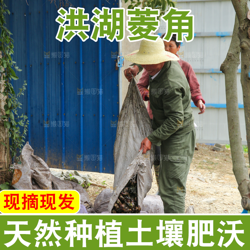 新鲜洪湖菱角采摘