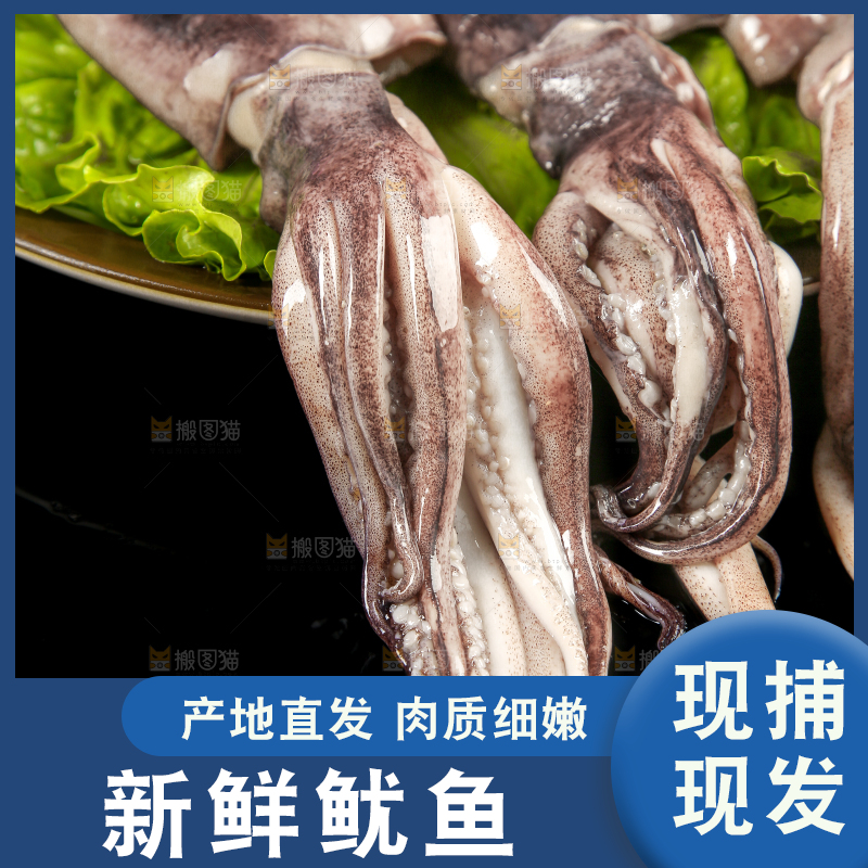黑底上的鱿鱼