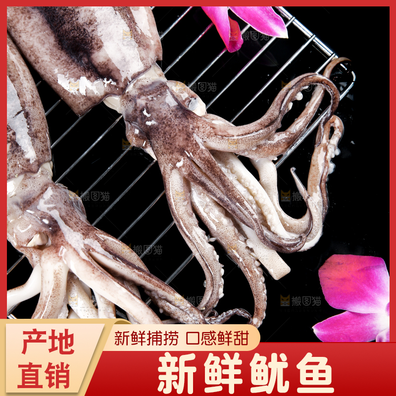 黑底上的鱿鱼