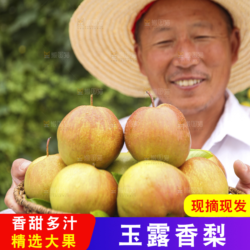 手里拿着玉露香梨
