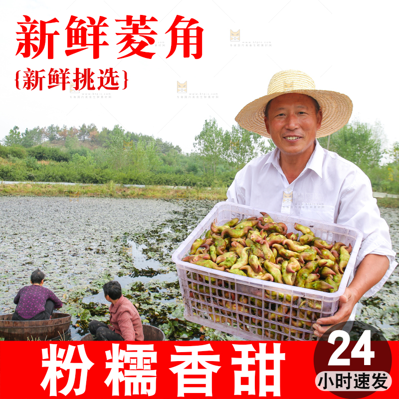 新鲜洪湖菱角采摘