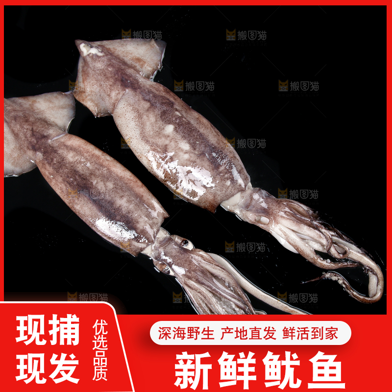 黑底上的鱿鱼
