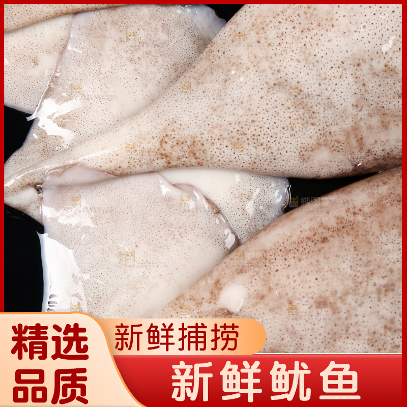 黑底上的鱿鱼