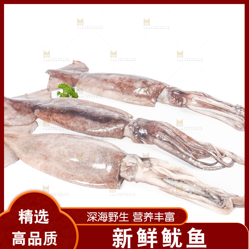 白底上的鱿鱼