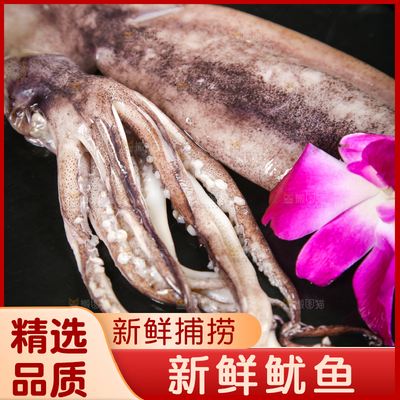 黑底上的鱿鱼