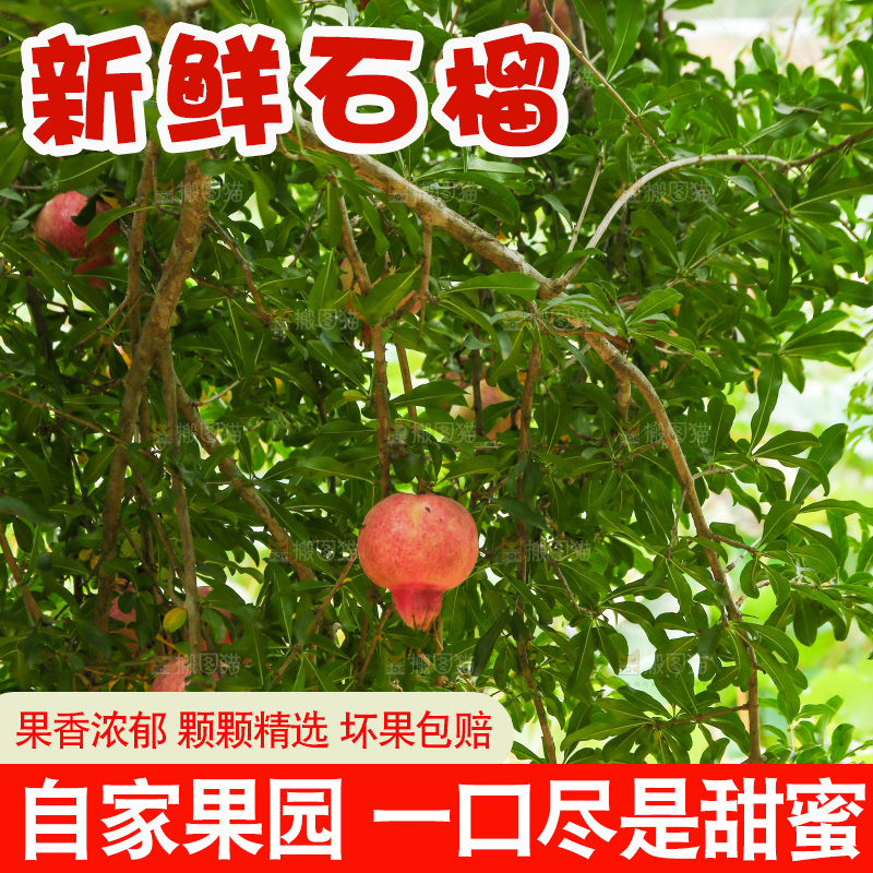 石榴产地