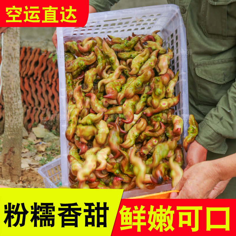 新鲜洪湖菱角采摘