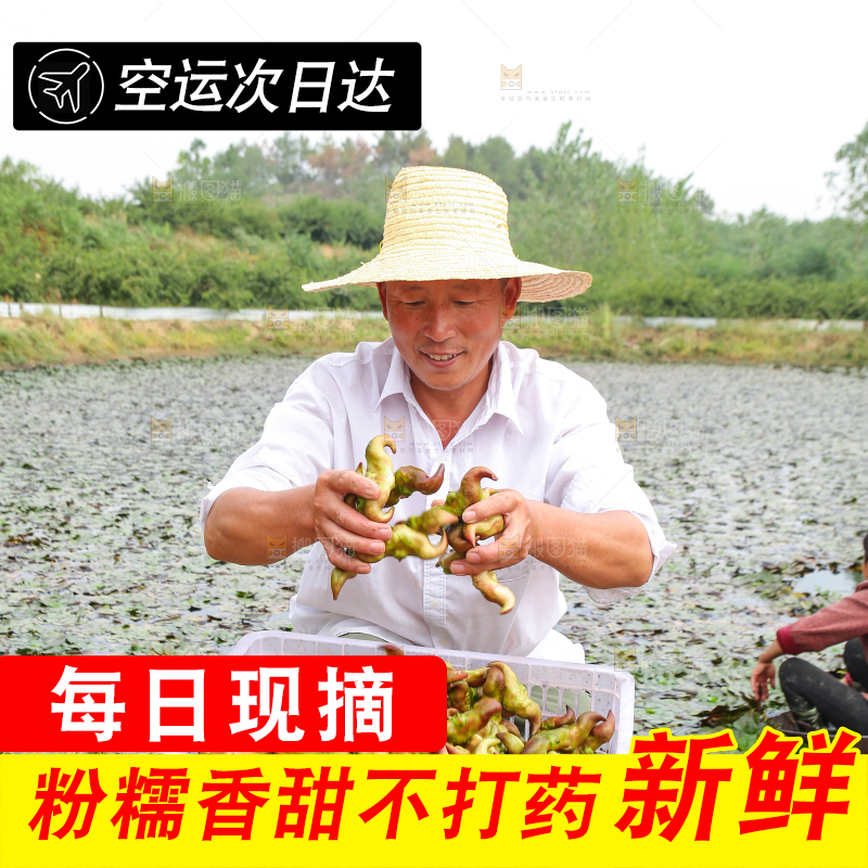 新鲜洪湖菱角采摘