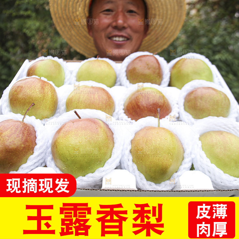 深底上的玉露香梨