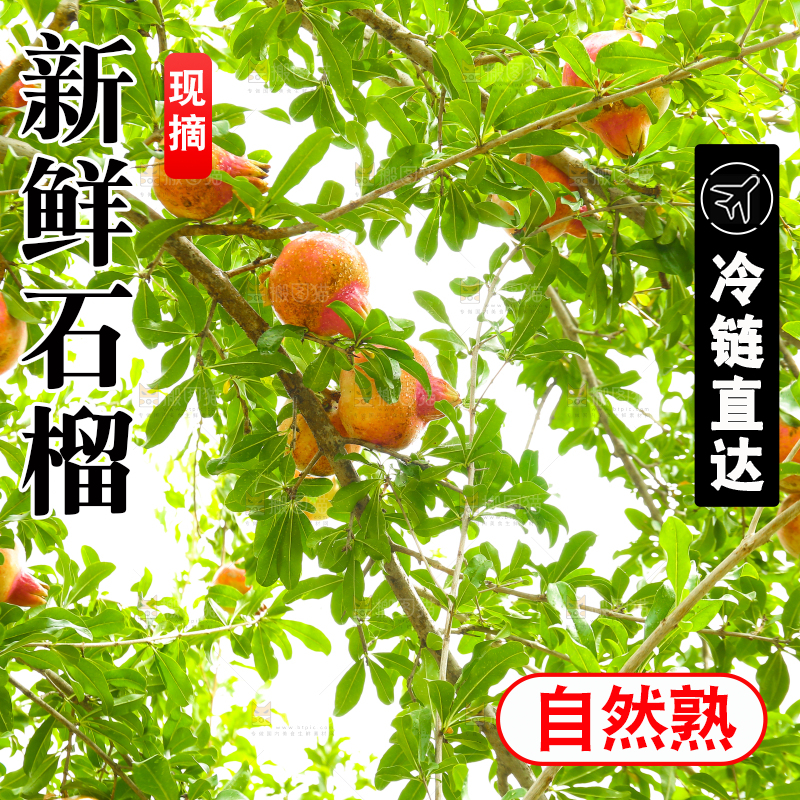 石榴产地