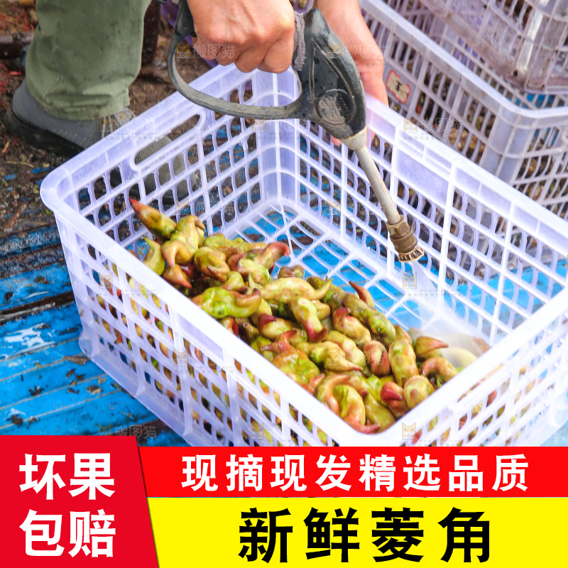 新鲜洪湖菱角采摘