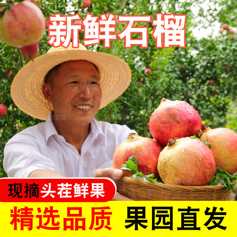 石榴产地
