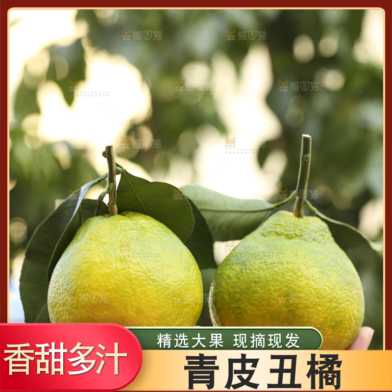 深底上的青皮丑橘