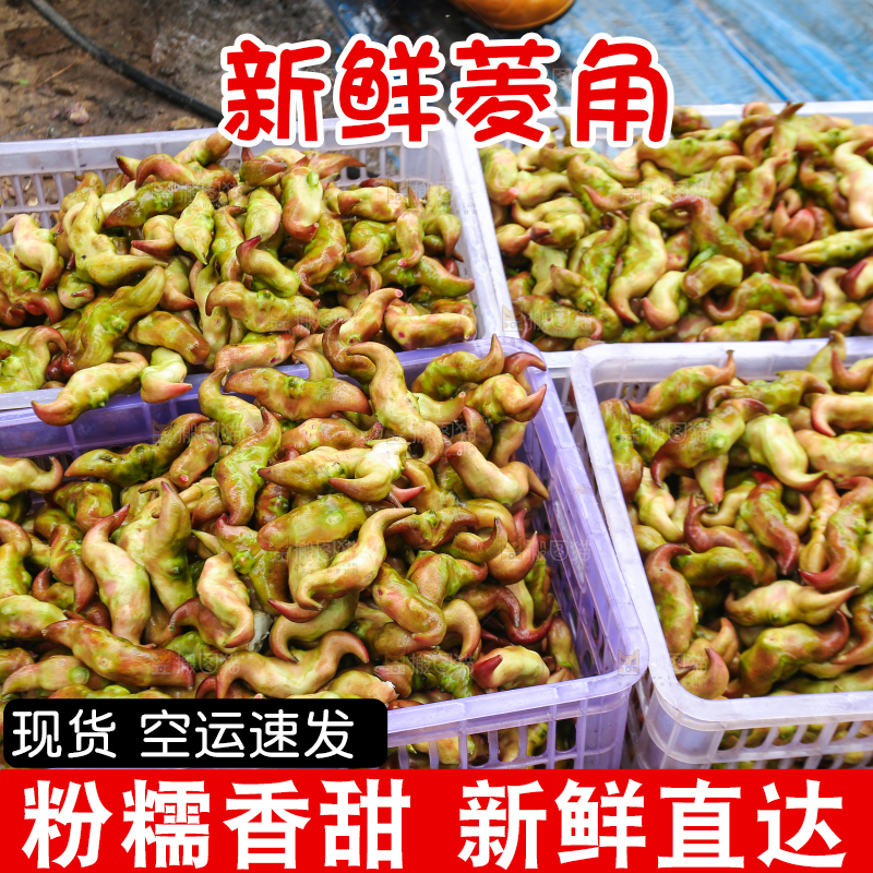 新鲜洪湖菱角采摘