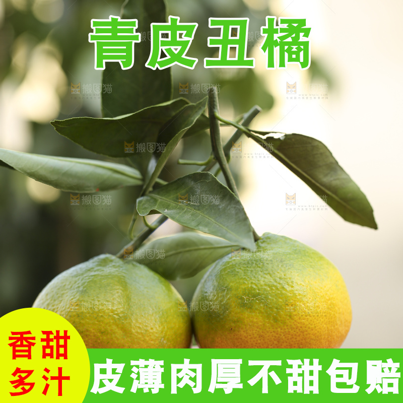 深底上的青皮丑橘