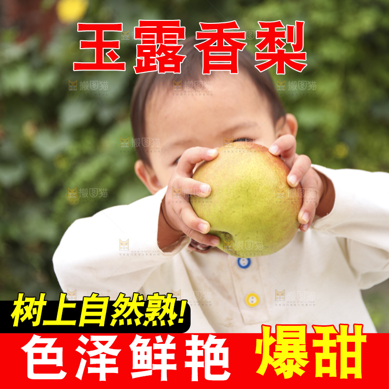 手里拿着玉露香梨