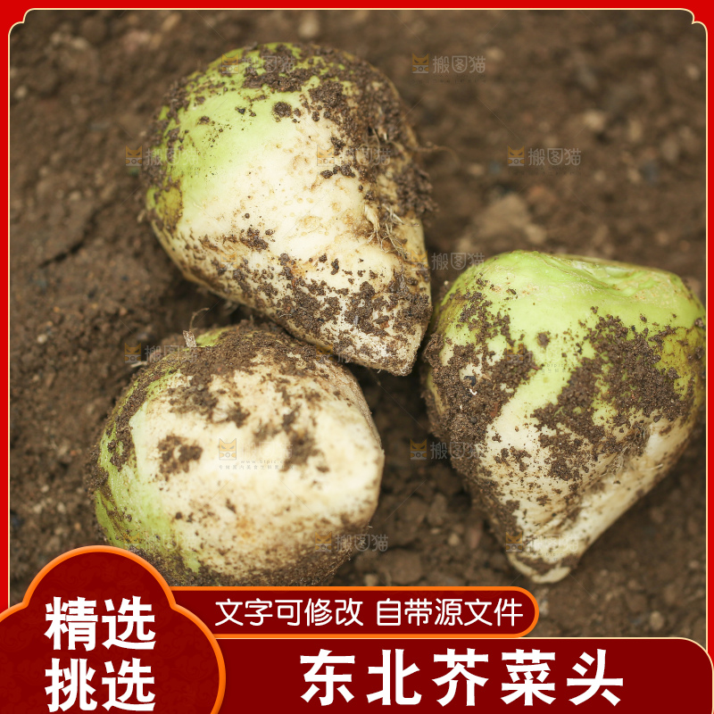 地里的芥菜头
