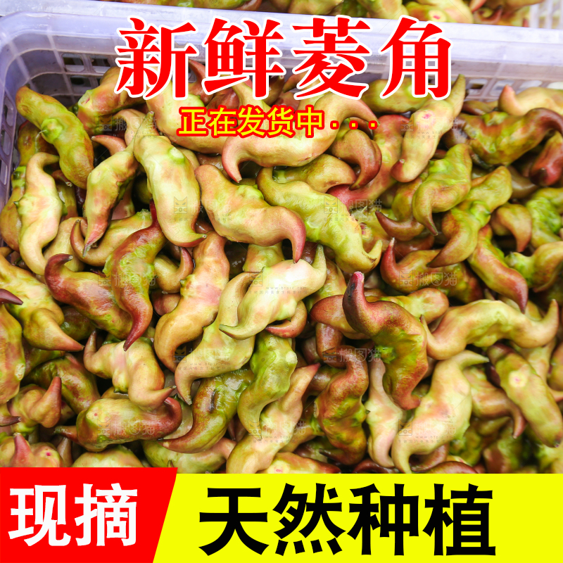 新鲜洪湖菱角采摘