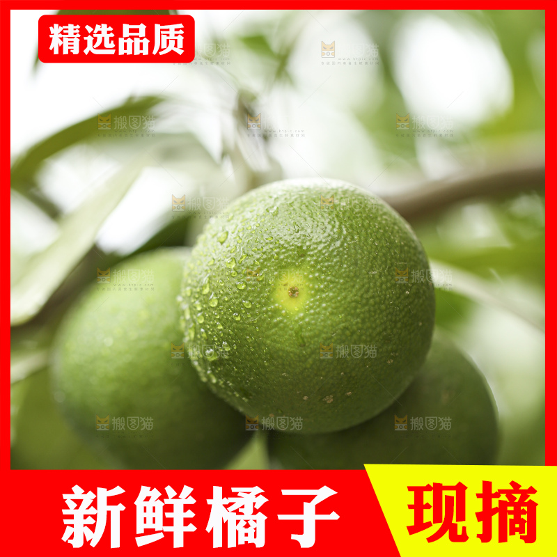 户外的青橘