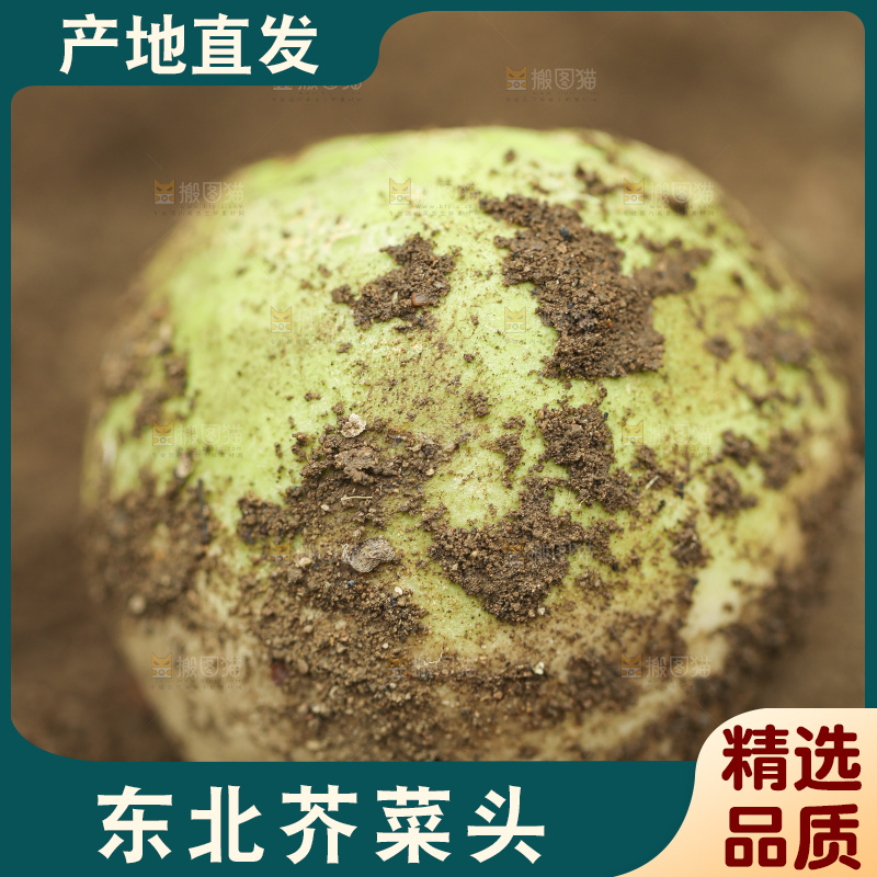地里的芥菜头