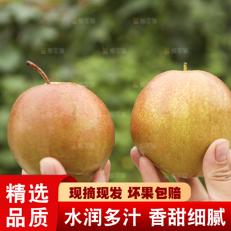 手里拿着玉露香梨