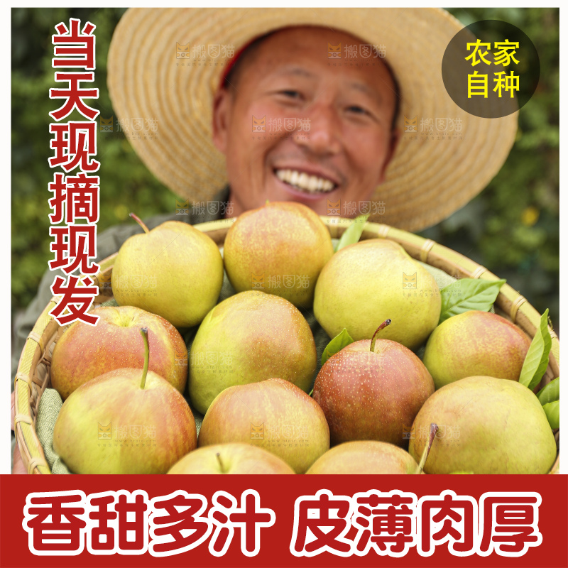 手里拿着玉露香梨