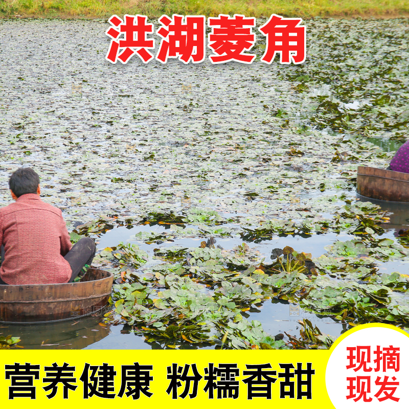 新鲜洪湖菱角采摘