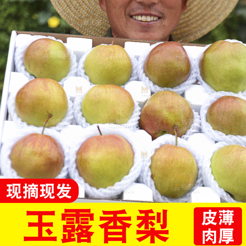 手里拿着玉露香梨