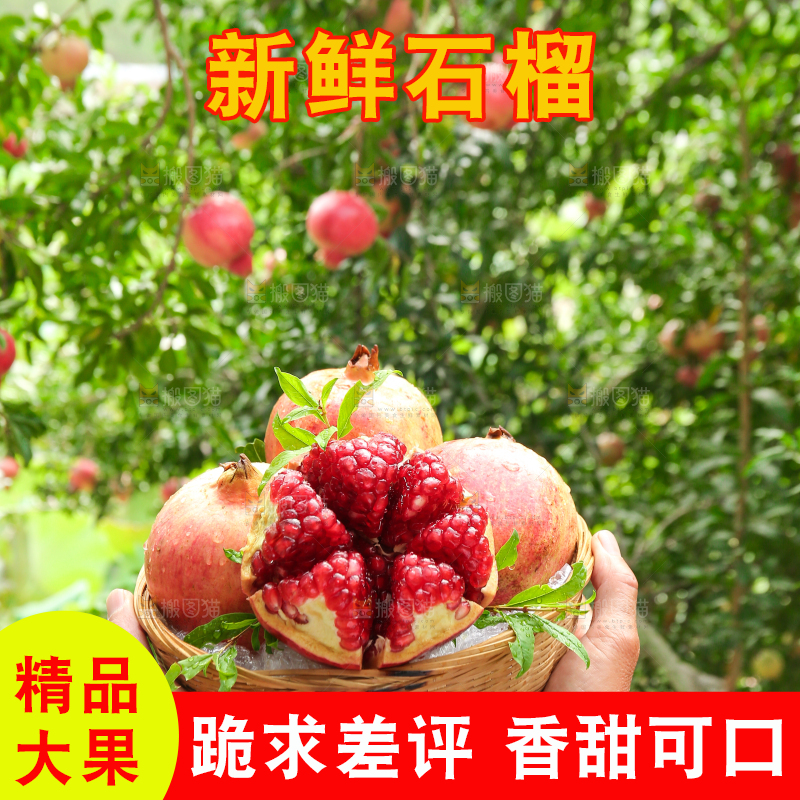 石榴产地