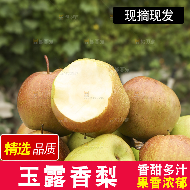 手里拿着玉露香梨