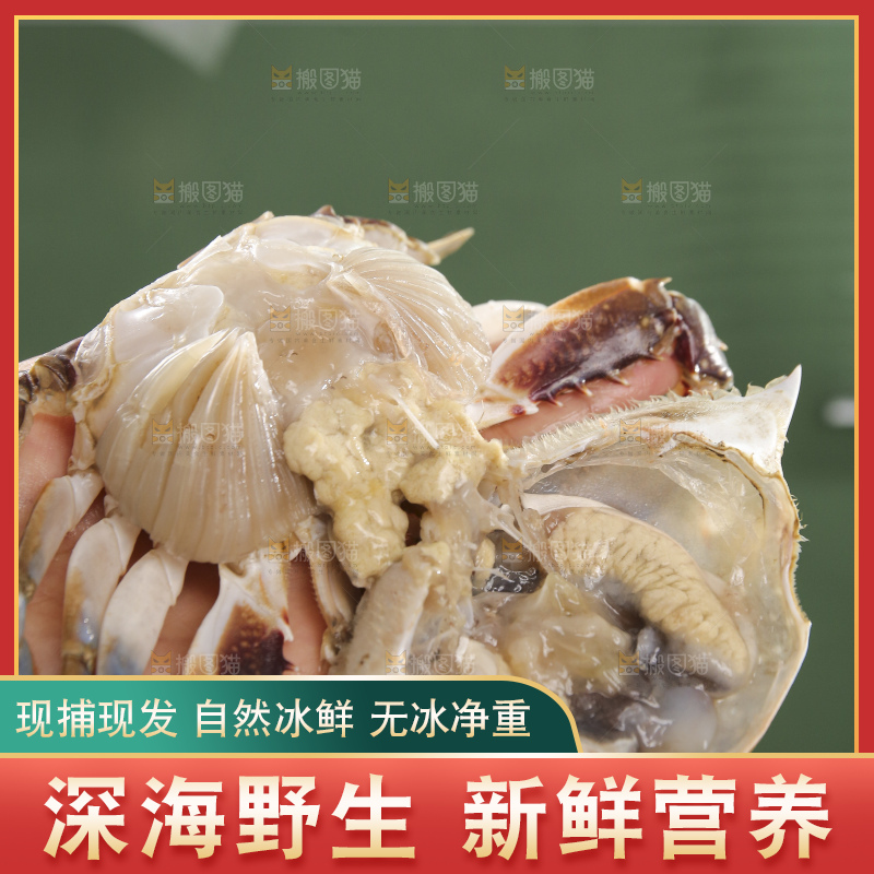 鲜活梭子蟹