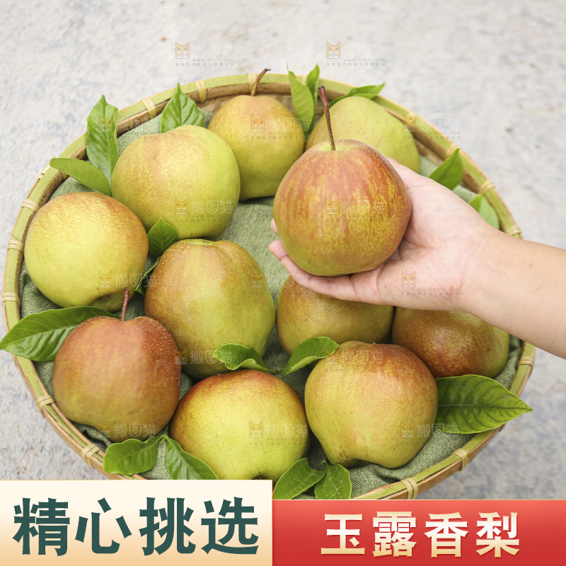 深底上的玉露香梨