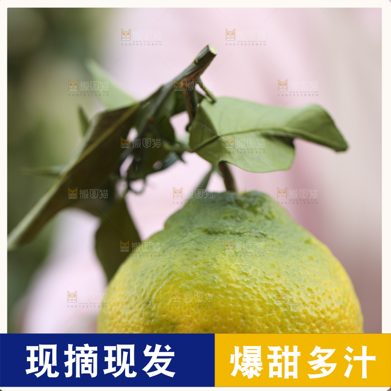 深底上的青皮丑橘