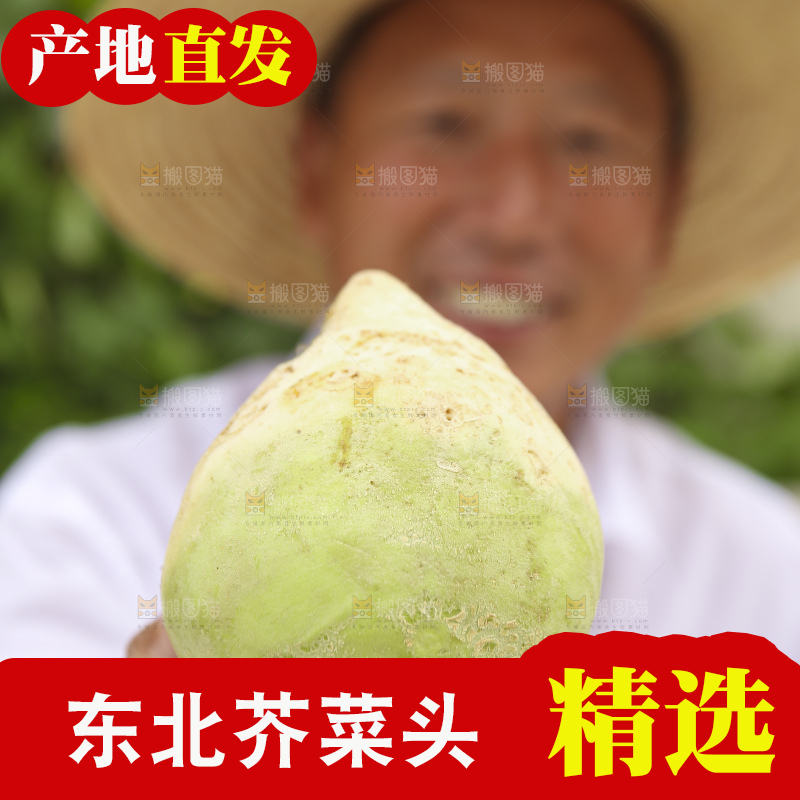 手里拿着大头芥菜