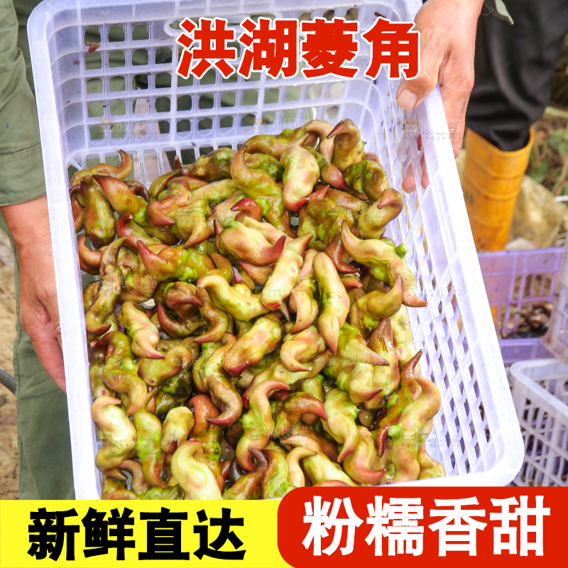 新鲜洪湖菱角采摘