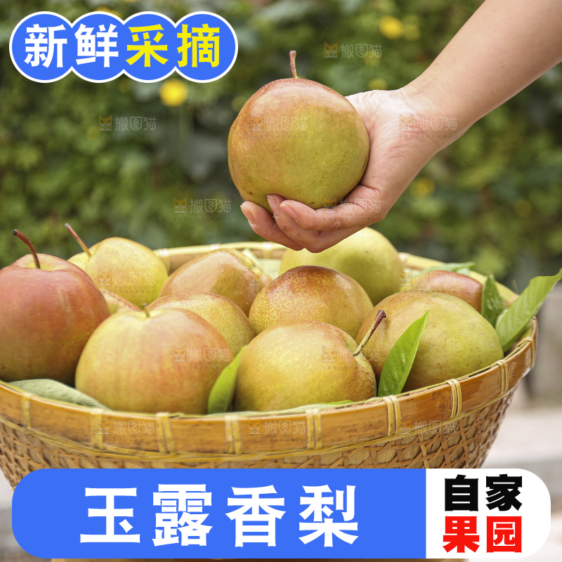 手里拿着玉露香梨
