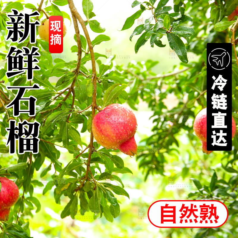 石榴产地