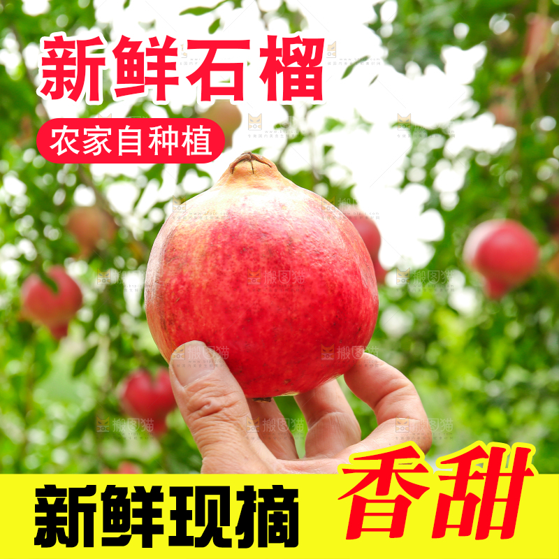 石榴产地