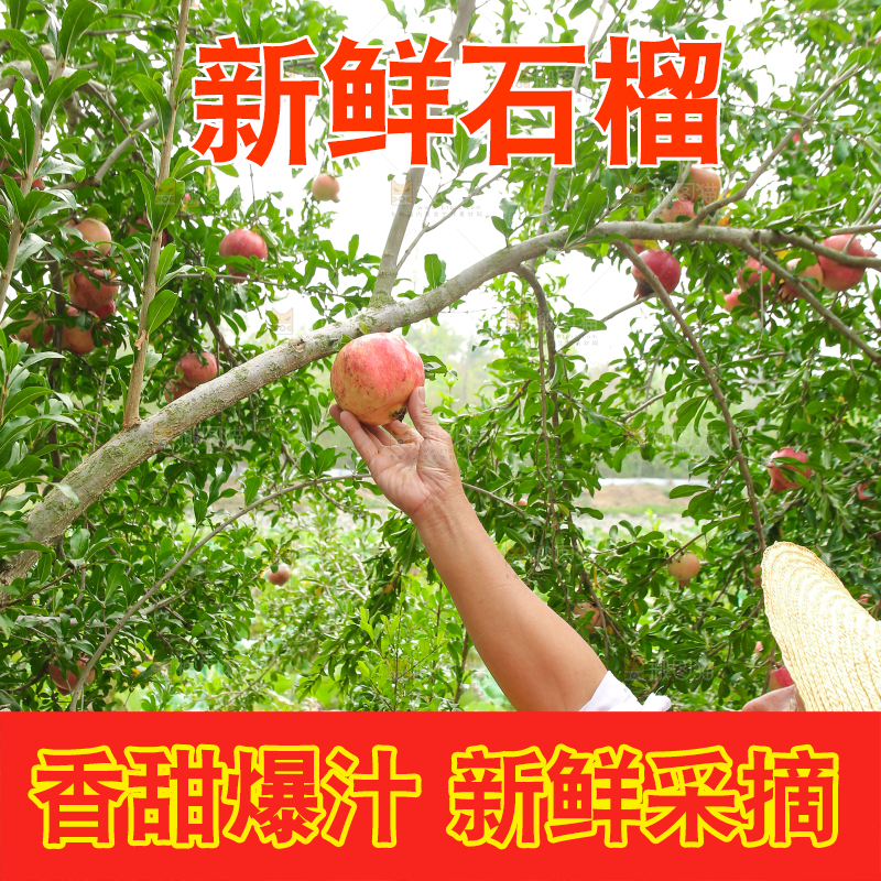 石榴产地