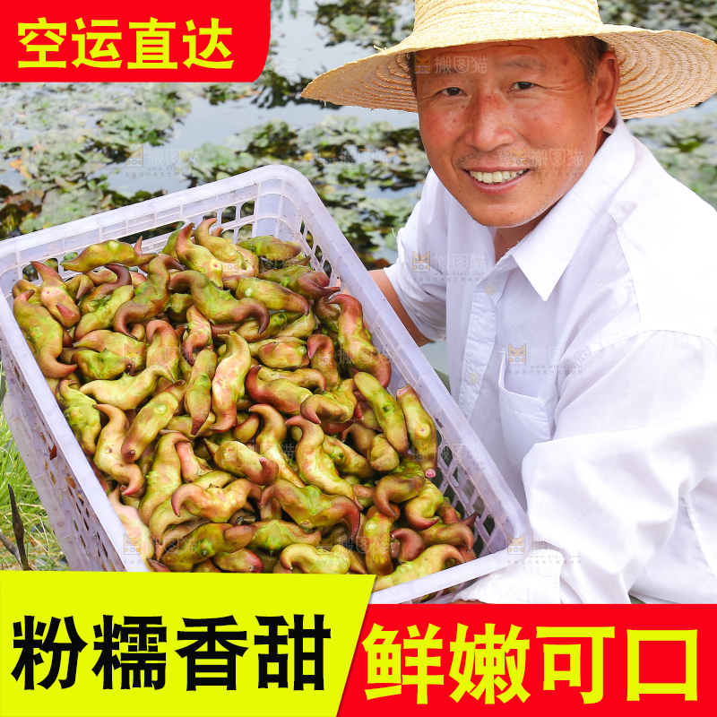 新鲜洪湖菱角采摘
