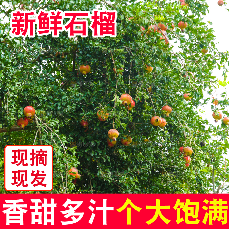 石榴产地