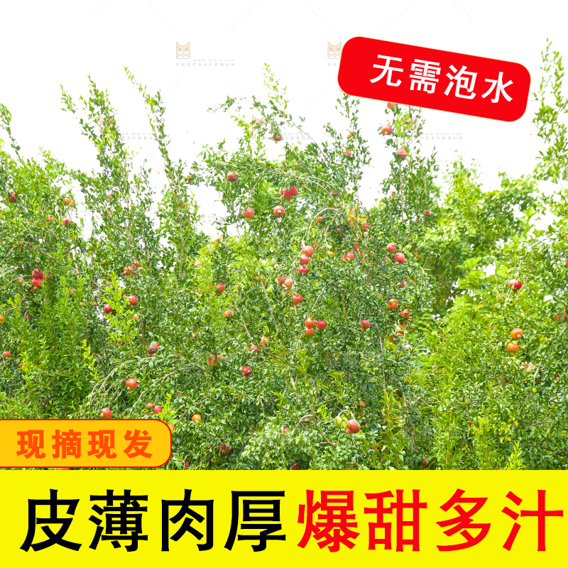 石榴产地