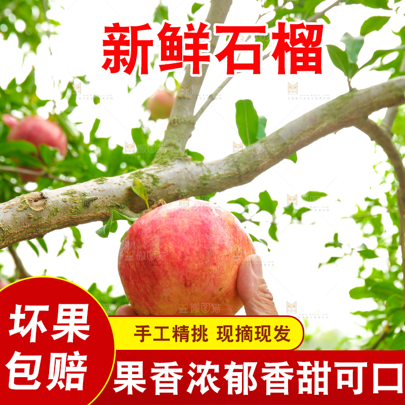 石榴产地