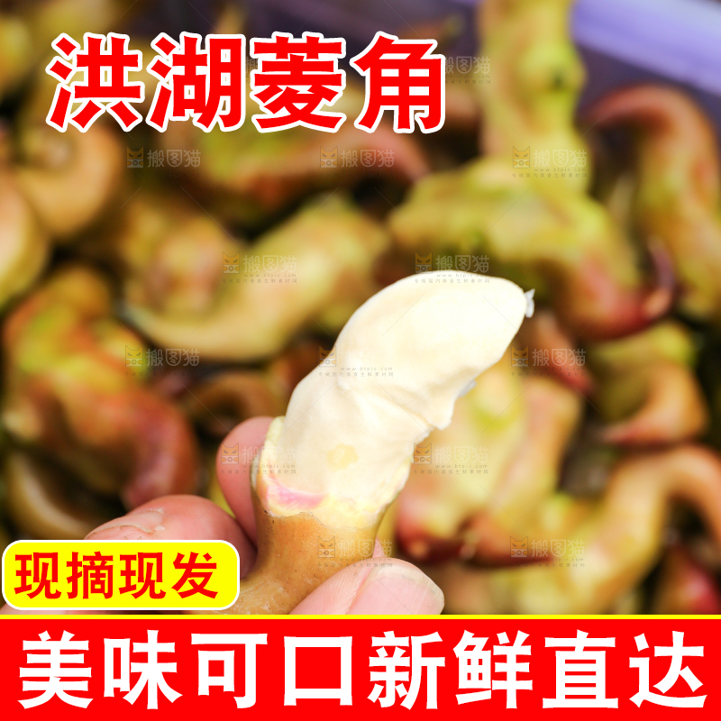 新鲜洪湖菱角采摘
