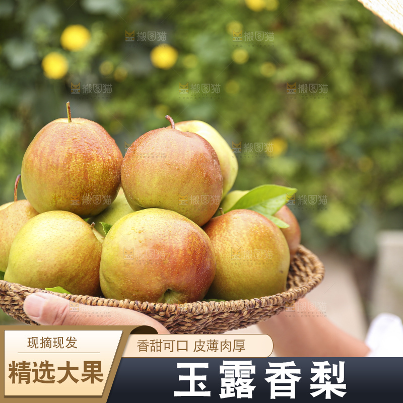 手里拿着玉露香梨
