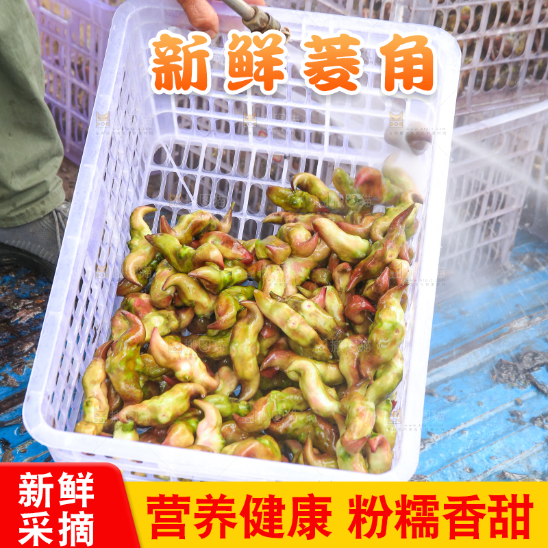新鲜洪湖菱角采摘